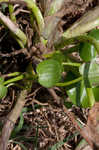 Bouquet mudplantain